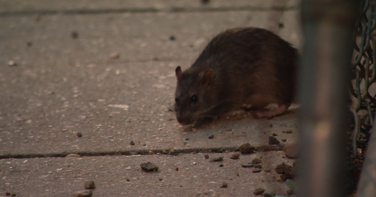 DC launches new rat control dashboard