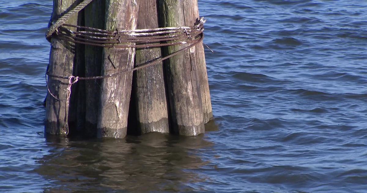 Potomac River fish kill: Thousands of dead fish found; officials say no link to sewage leak