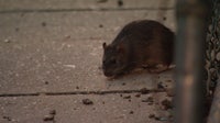 DC launches new rat control dashboard