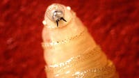 New World Screwworm Pet Safety: What to know about the deadly flesh-eating parasite