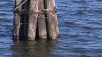 Potomac River fish kill: Thousands of dead fish found; officials say no link to sewage leak