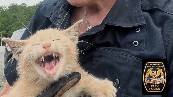 Kitten rescued after being thrown from moving vehicle on Woodrow Wilson Bridge