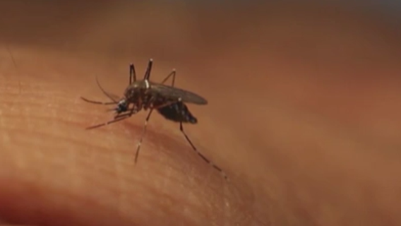 600,000 non-biting mosquitoes released across DC, Maryland to fight pests