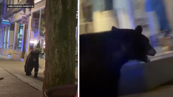 Black bear spotted roaming around downtown Frederick