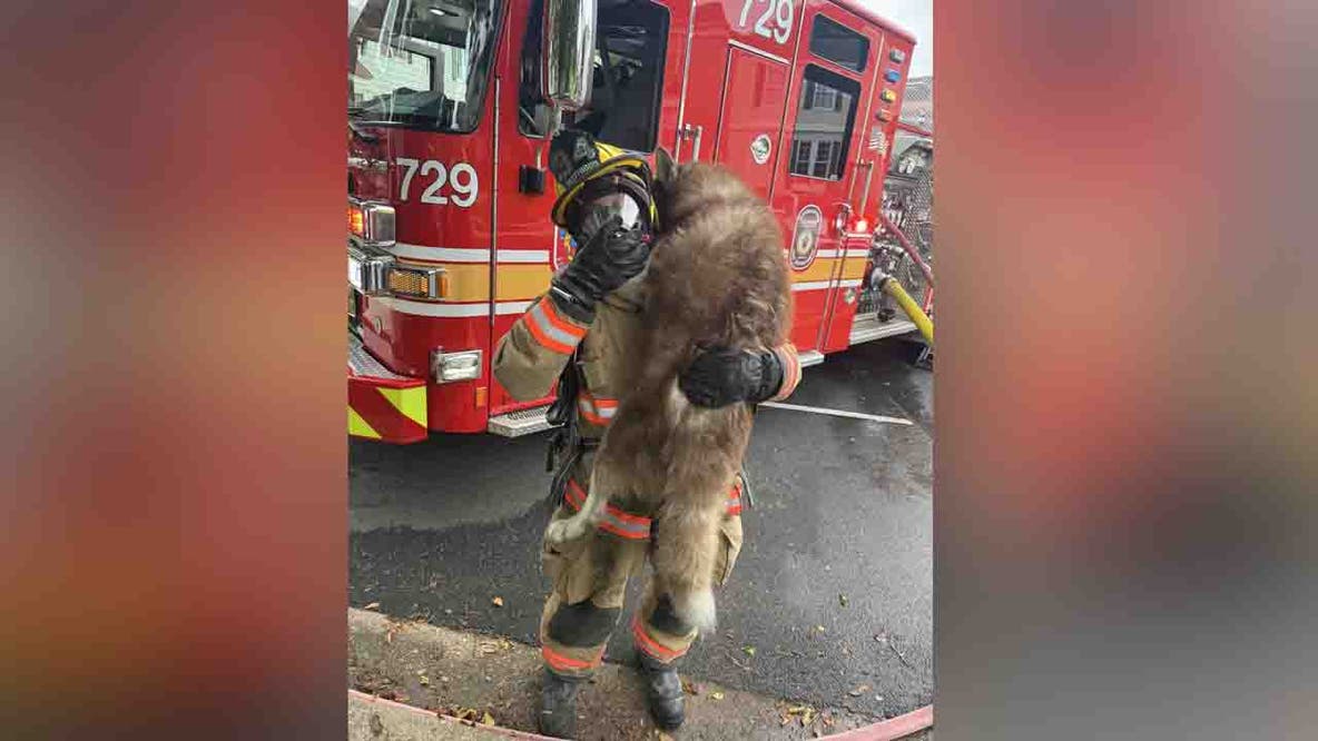 Dog resuscitated after kitchen fire in Germantown