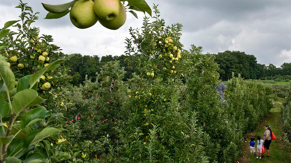 Maryland crops limited for apple picking season due to spring cold snap