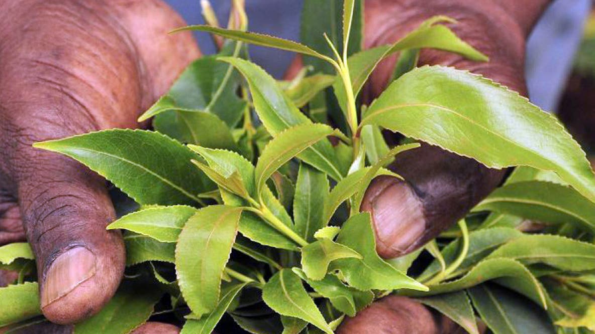 What is khat? The stimulant behind an 847-pound Maryland airport seizure