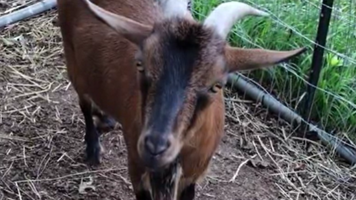 ‘Search in Your Backyards:’ Montgomery County animal sanctuary searches for missing goat