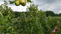 Maryland crops limited for apple picking season due to spring cold snap