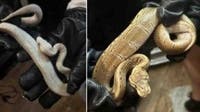 3 charged in organized reptile thefts across Fairfax County, police say