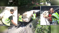 Maryland homeowner outraged after trio illegally dumps mattresses on her property