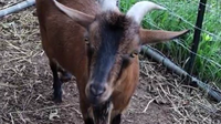 Missing Montgomery County goat returns to animal sanctuary