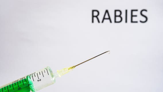 2 more rabid animals identified in Maryland following beaver attacks