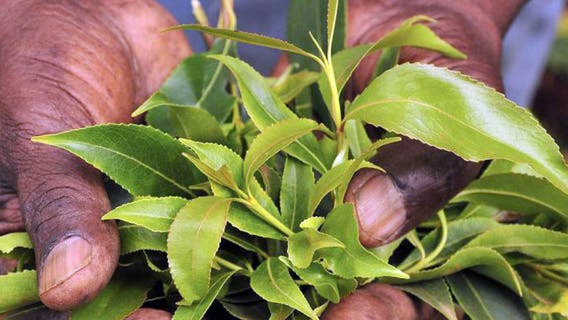 What is khat? The stimulant behind an 847-pound Maryland airport seizure