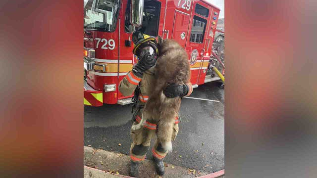 Dog resuscitated after kitchen fire in Germantown