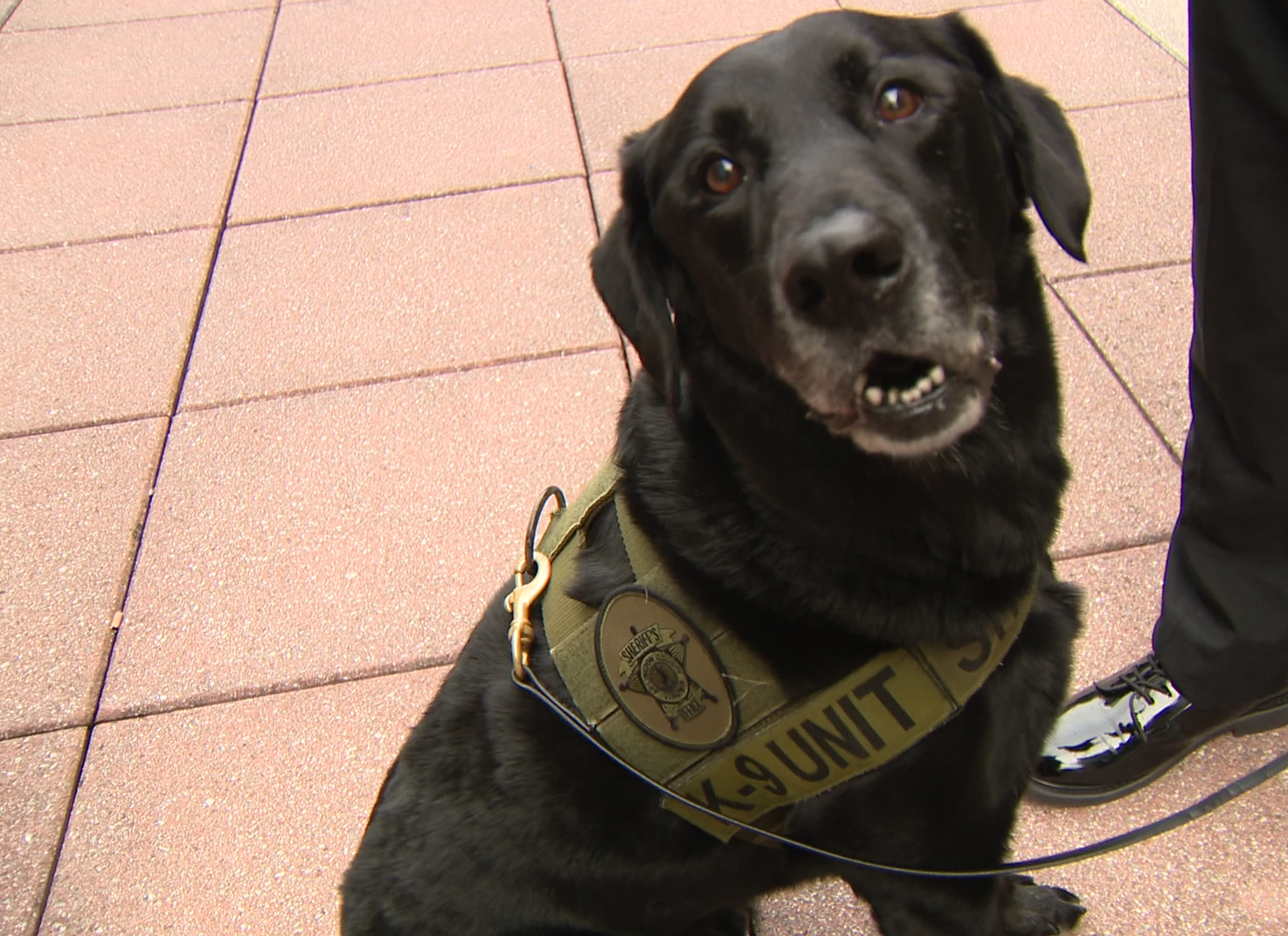Electronic sniffing K9 headed to Arlington County Police Department