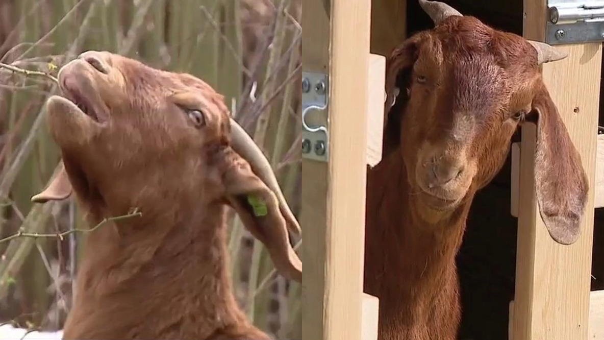 Alexandria uses goats to clear invasive plants on steep slopes at All Veterans Park