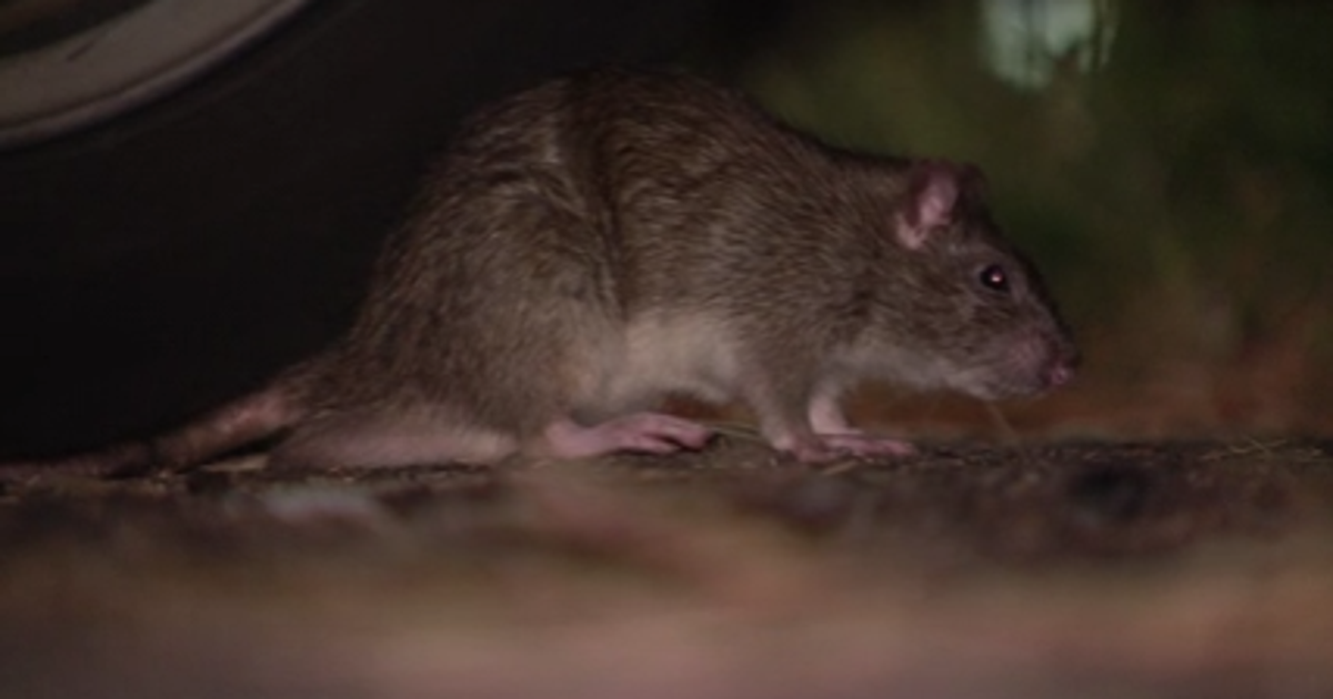 DC asks for public's help in getting rid of rats