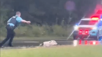Loose pig safely captured by Prince William County police after chase