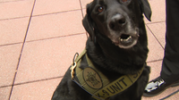 Electronic sniffing K9 headed to Arlington County Police Department