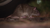 DC asks for public's help in getting rid of rats
