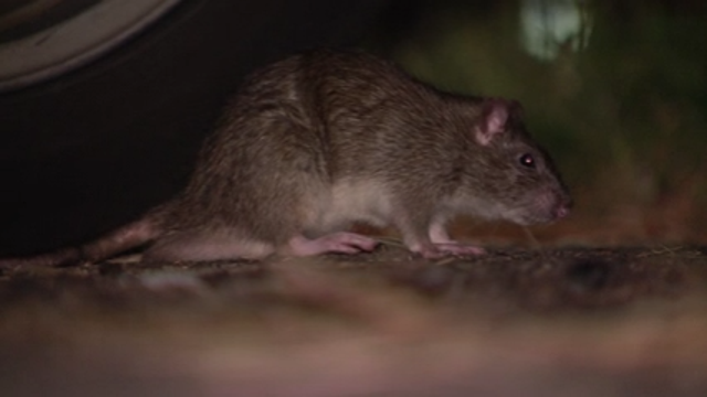 DC asks for public's help in getting rid of rats
