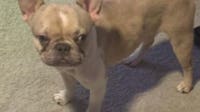 French bulldog stolen from car at Prince George’s County gas station