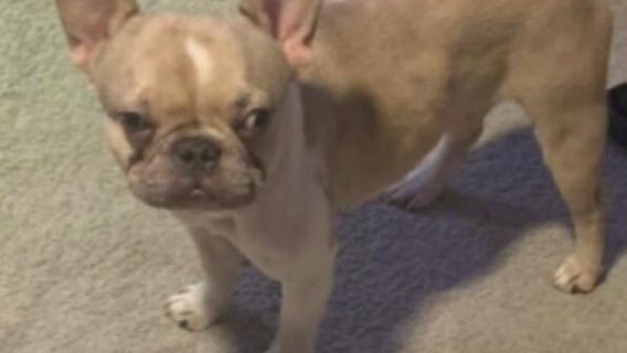French bulldog stolen from car at Prince George’s County gas station