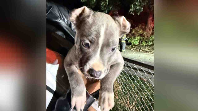 DC house fire displaces resident, 6 dogs