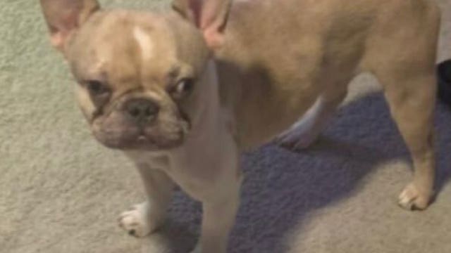 French bulldog stolen from car at Prince George’s County gas station