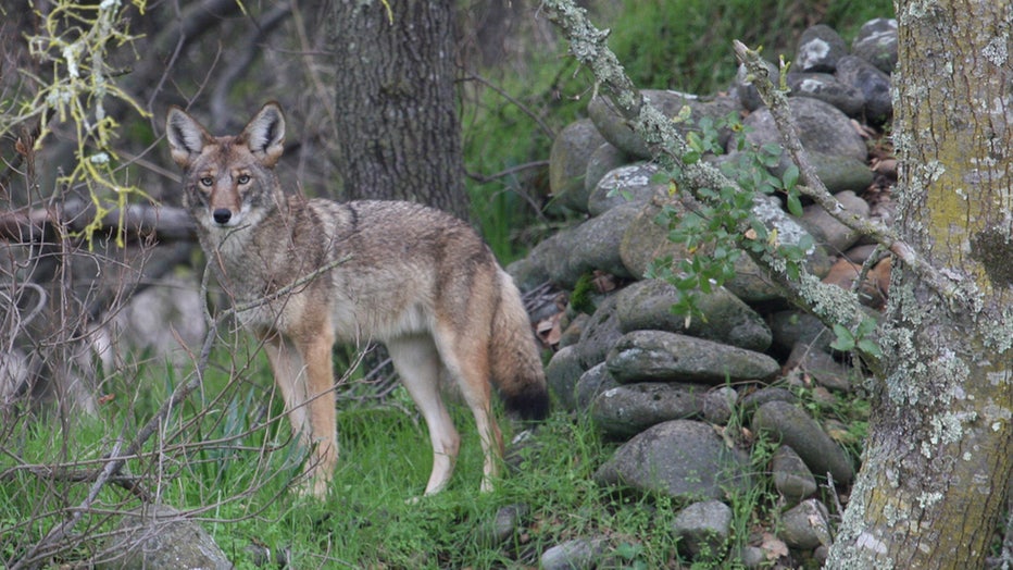 A coyote in the woods