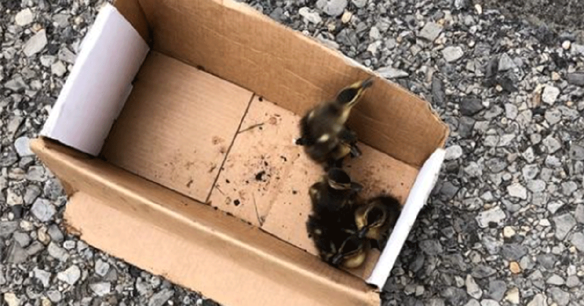 Officer climbs into storm drain to rescue ducklings | FOX 5 New York