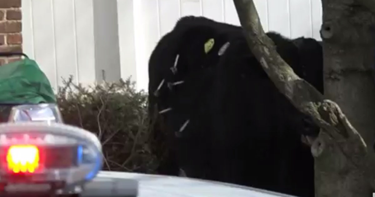 PHOTOS: Bull on loose captured in Queens | FOX 5 New York