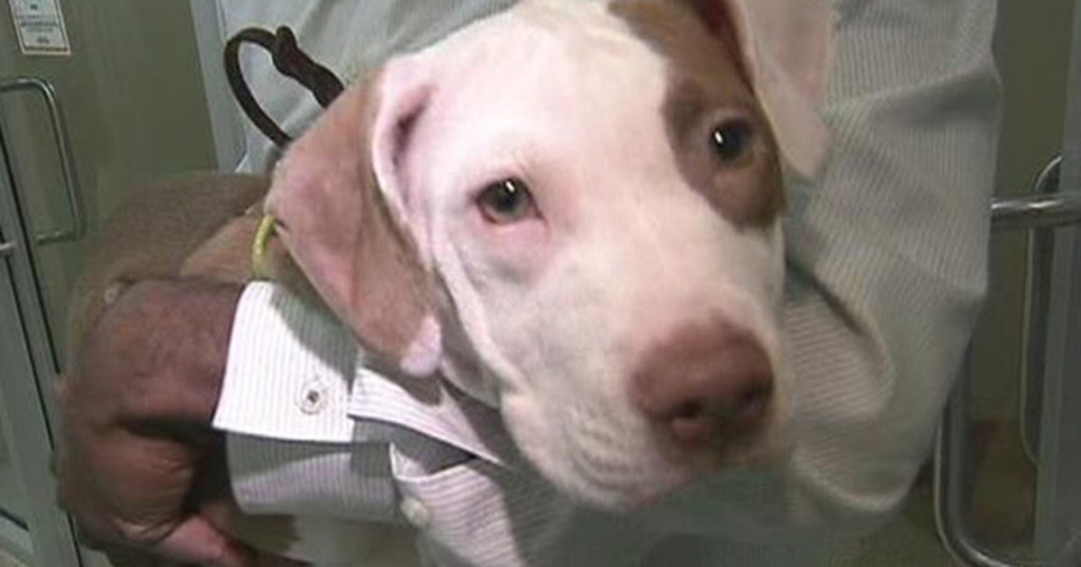 Crime Stoppers now seeks tips to catch animal abusers | FOX 5 New York