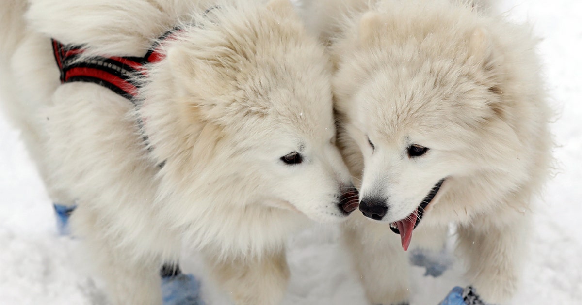 Severe weather hits Czech dog sled race