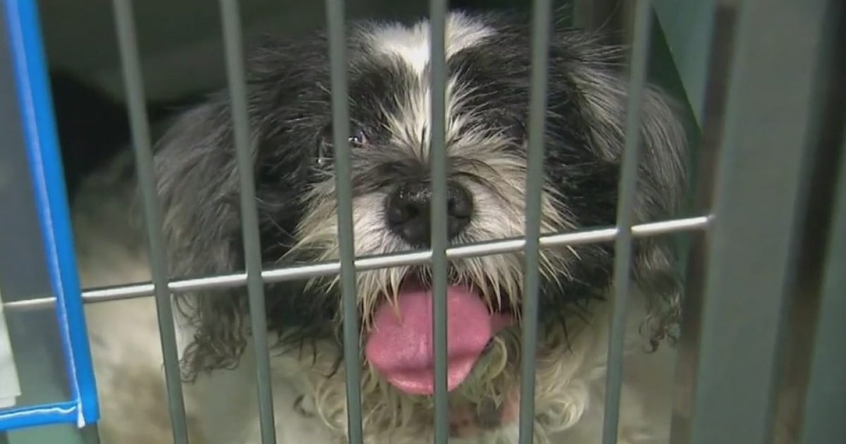 New York shelters 'overrun' with animals plead for help | FOX 5 New York
