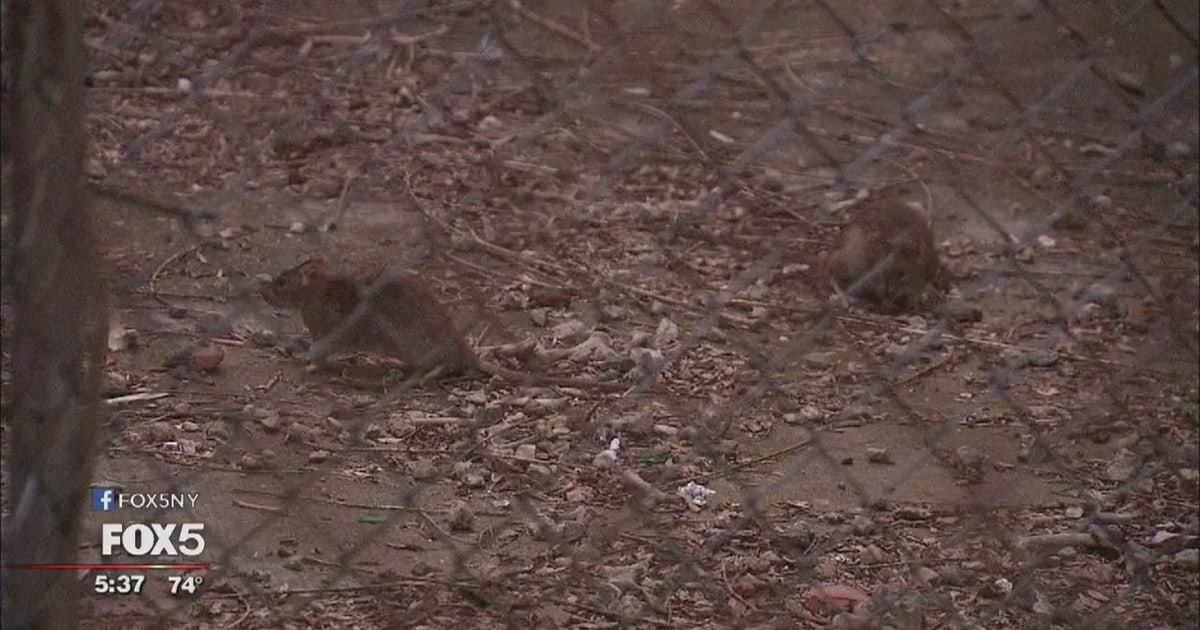 Brooklin Rats Rats overrunning Brooklyn neighborhood | FOX 5 New York