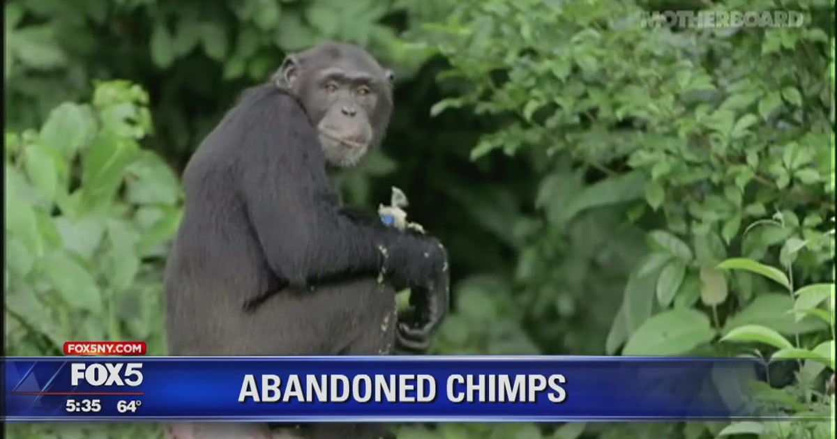 Protesters rally for chimpanzees in Liberia | FOX 5 New York