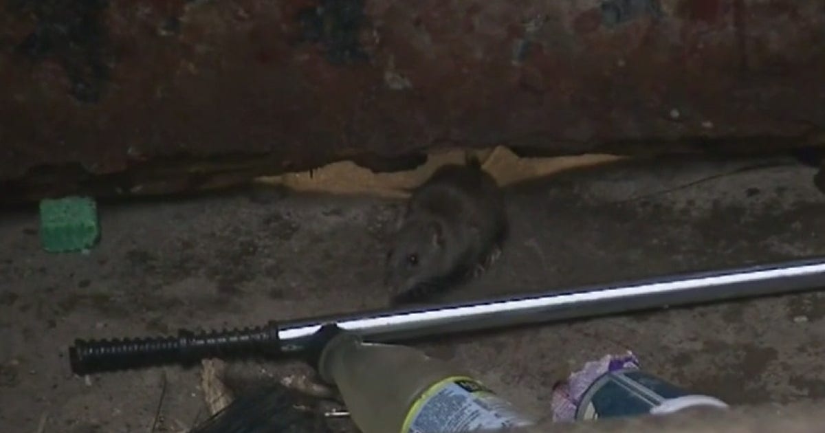 Rats overrun NYCHA complex in the Bronx | FOX 5 New York