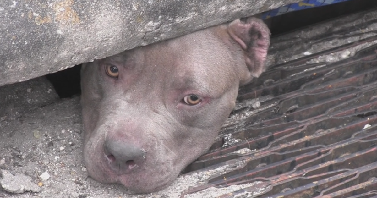 Dogs rescued from storm drain | FOX 5 New York