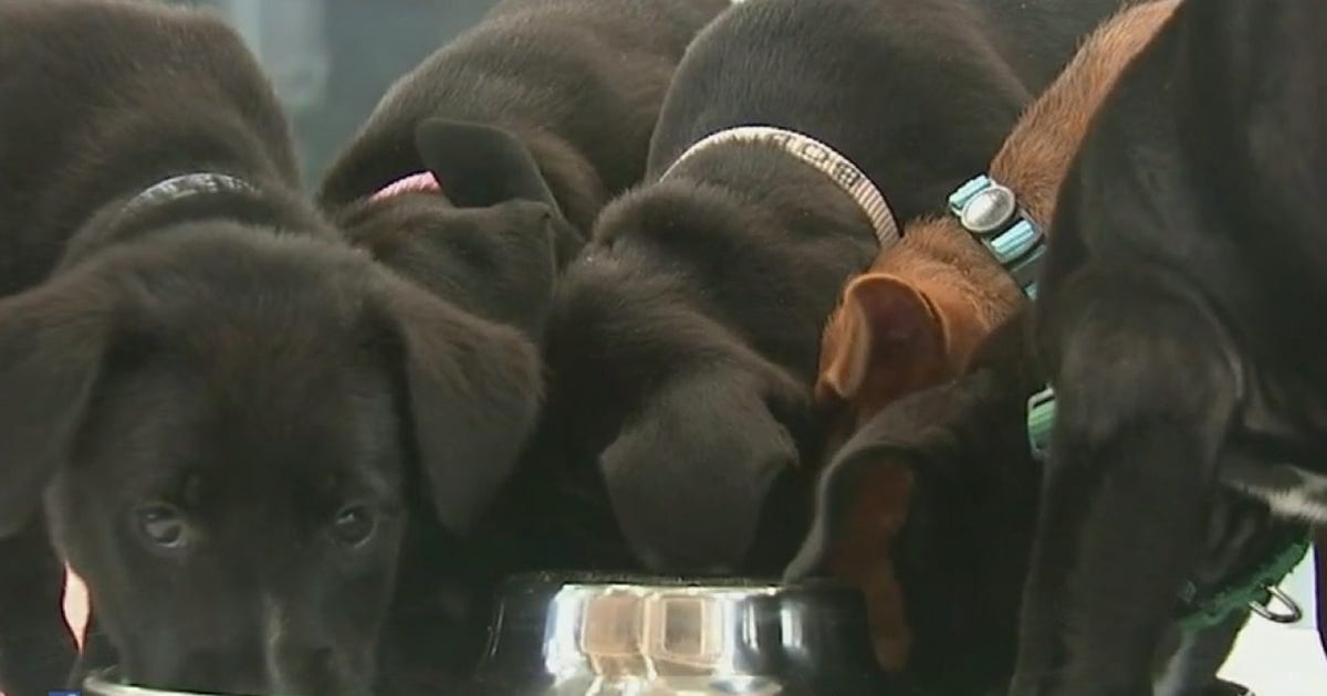 Long Island office 'requires' workers to play with puppies | FOX 5 New York