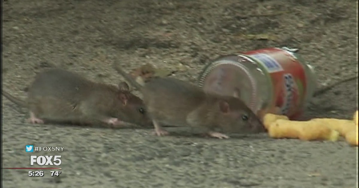 Rats overrun New York City parks | FOX 5 New York