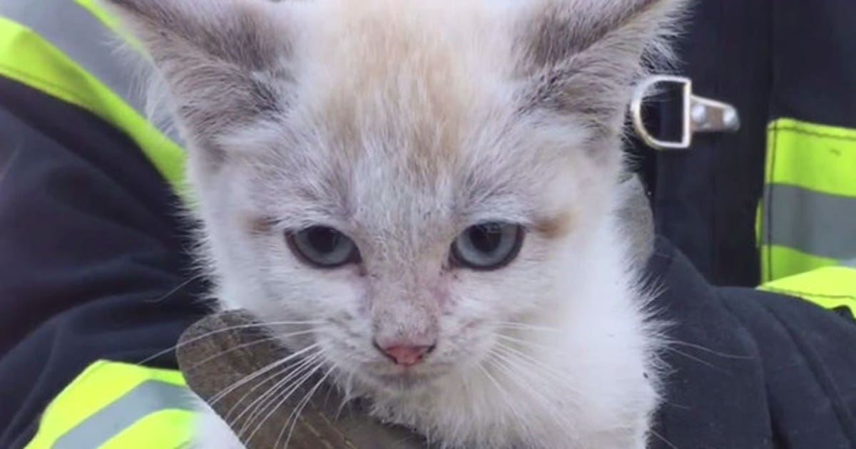 Firefighters save kitten wedged in fence | FOX 5 New York
