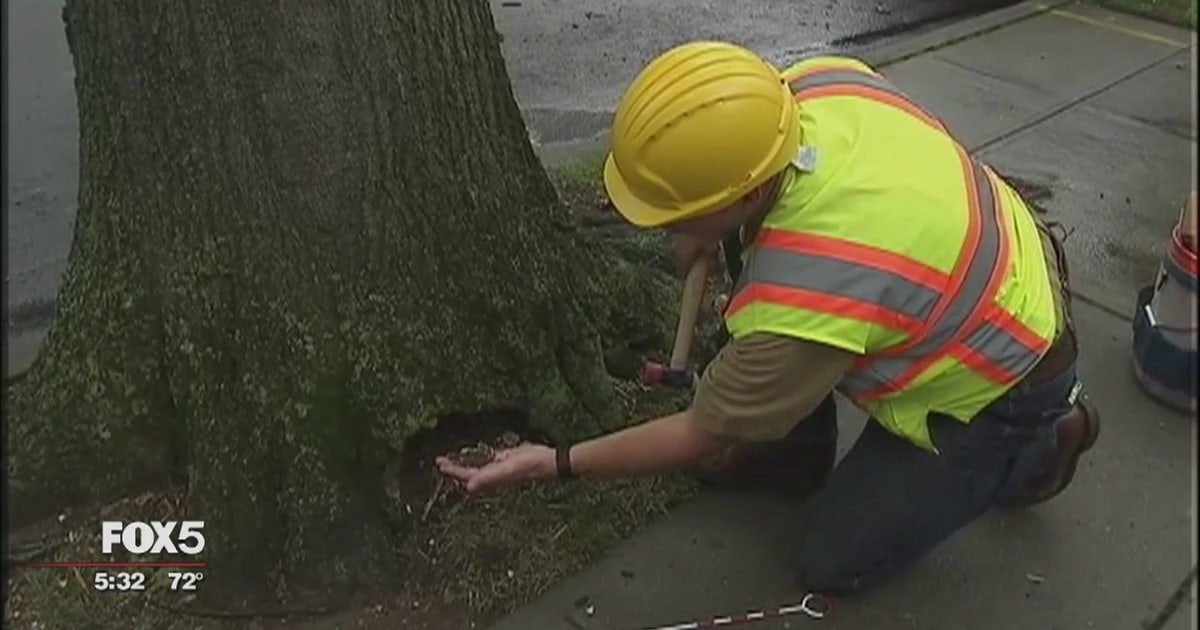 How to spot a tree in danger of falling | FOX 5 New York