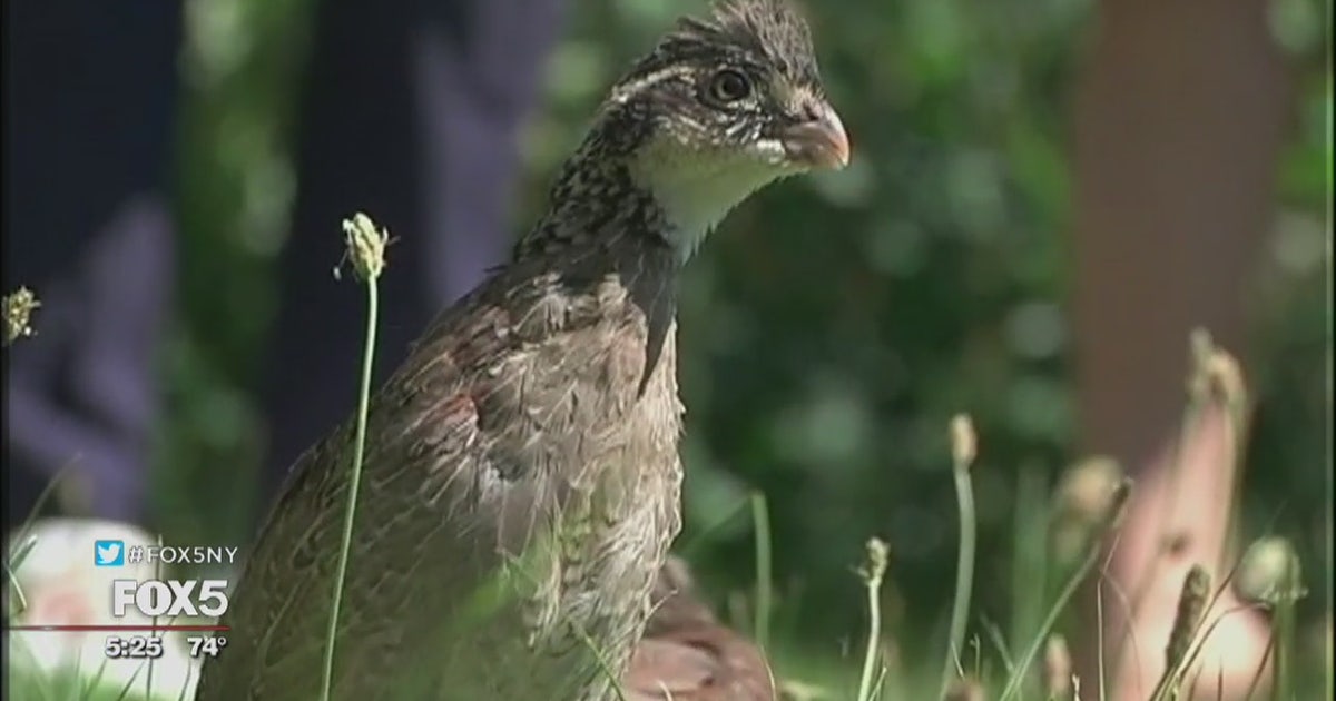 Long Island town deploys birds to eat ticks | FOX 5 New York