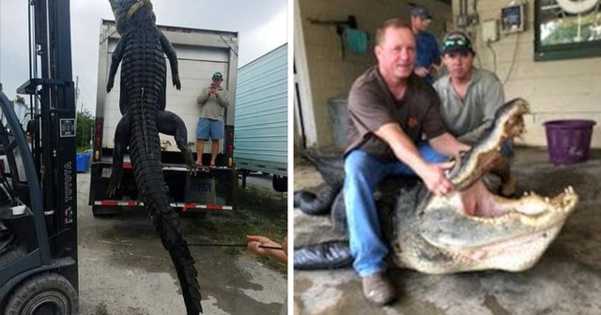 Giant alligator nabbed in Florida panhandle weighs nearly 1,000 pounds ...