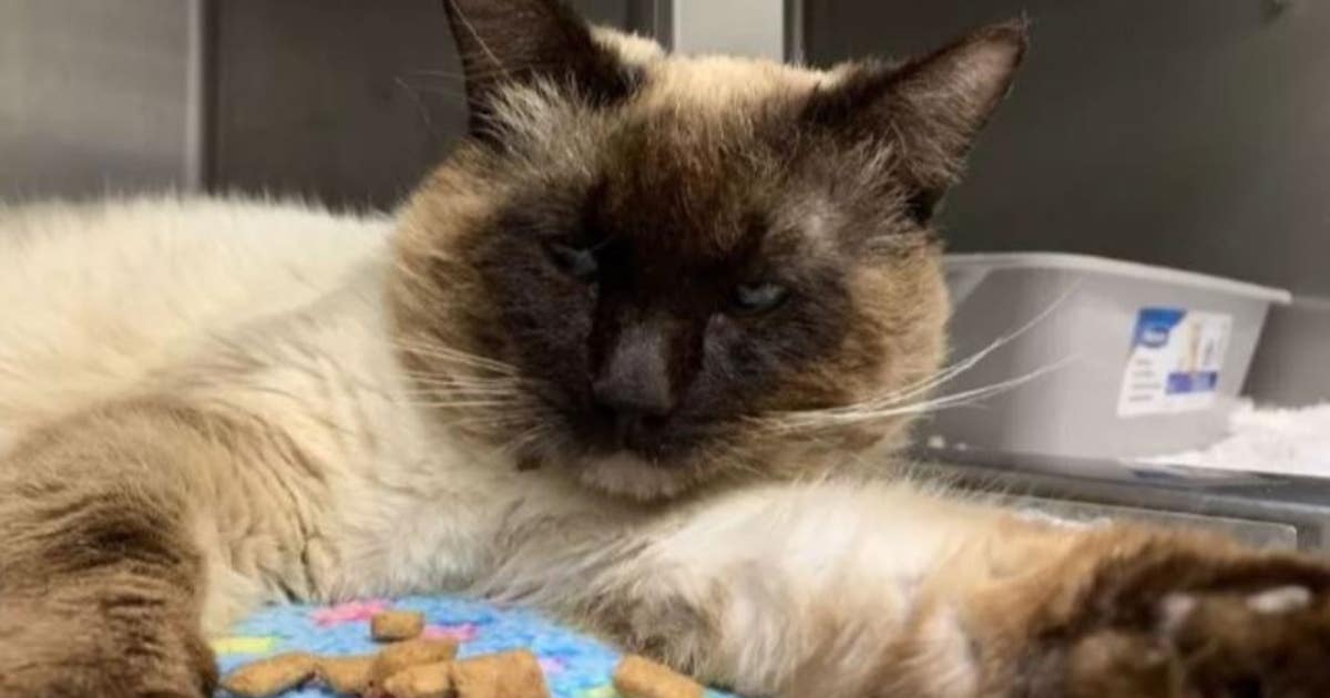 Serial cat shooter on the loose in Oakland, $10,000 reward offered ...