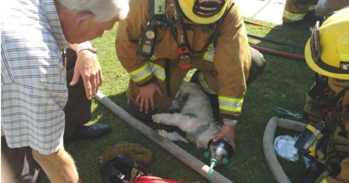 Firefighters revive dog with oxygen mask | FOX 5 New York
