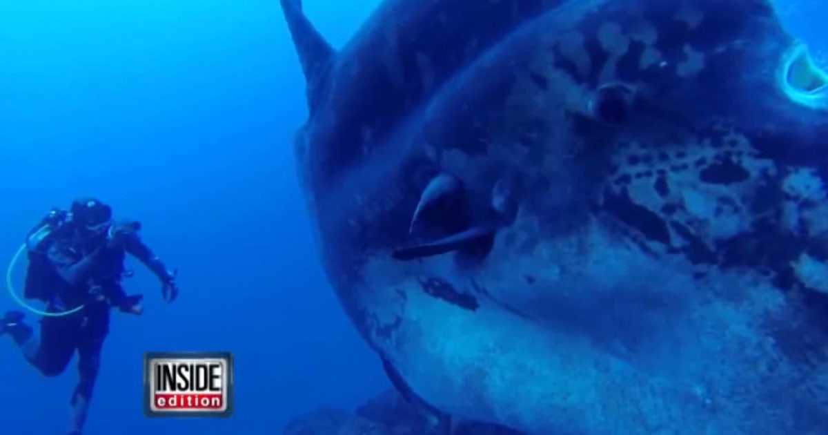 MUST SEE: Incredible images of giant sunfish | FOX 5 New York