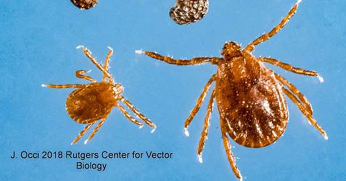Invasive tick found for the first time in NYC | FOX 5 New York